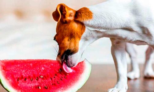 Qué frutas pueden comer los perros