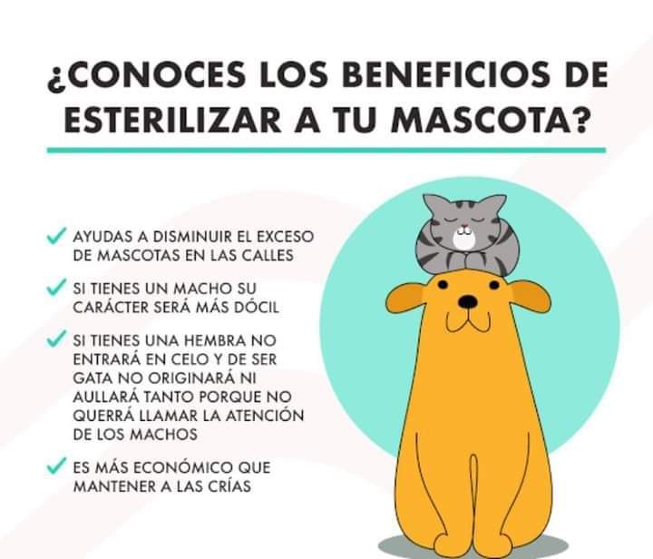 mascotas beneficios de esterilizar 
