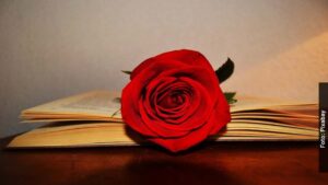 Día del Libro y la rosa