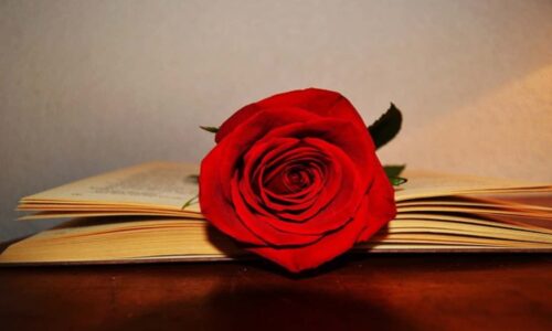 Por qué el 23 de abril es el Día del Libro y la Rosa