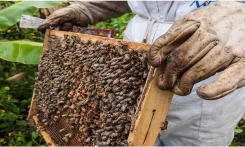 Cuáles son los beneficios de la apicultura